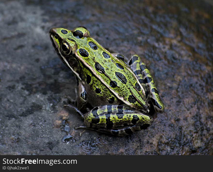 Green and Black Frog Photography