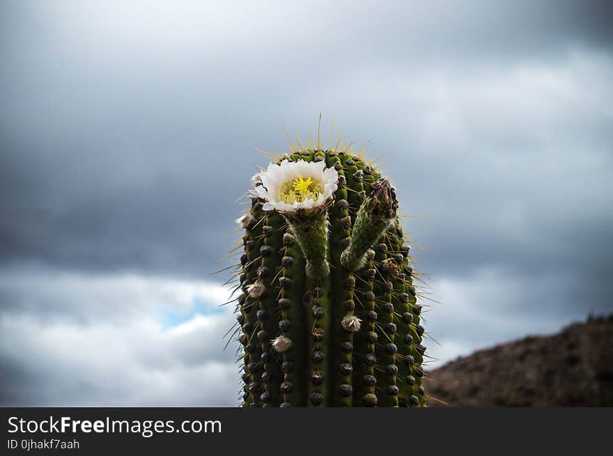 Close-up Photography of a Cactus