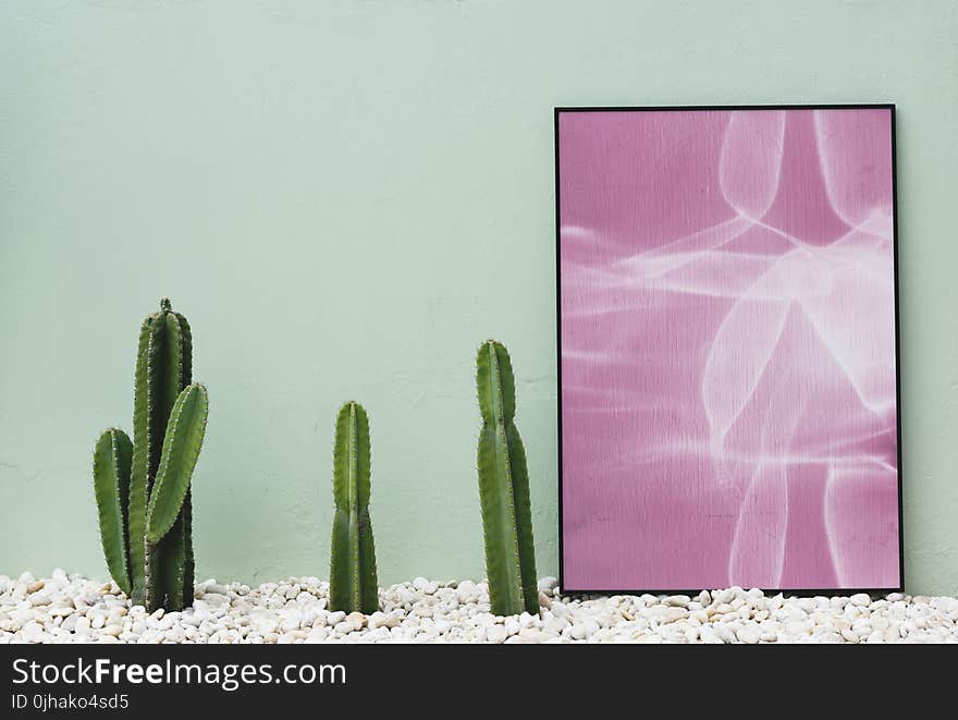 Pink and White Abstract Painting Near Green Cactus