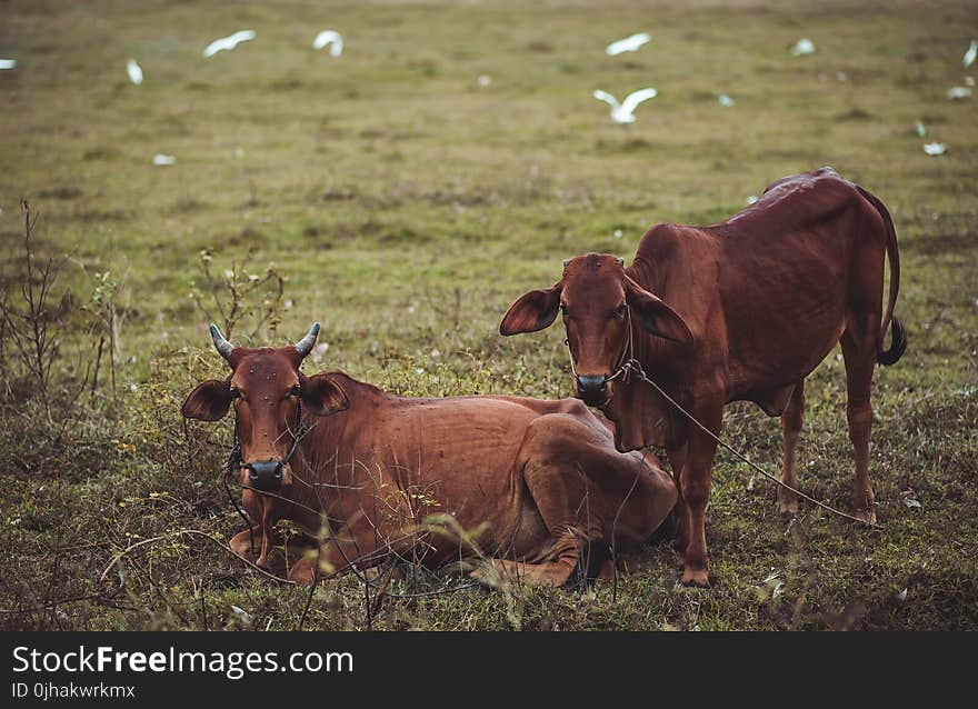 Two Brown Cow on Grass Field