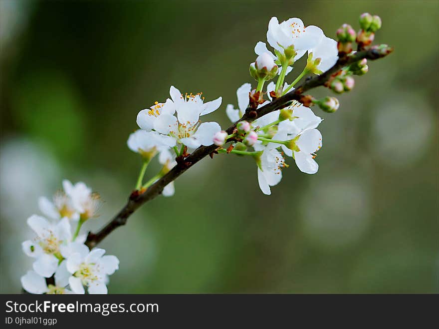 Selective Focus Photography of White Cherry Blossoms