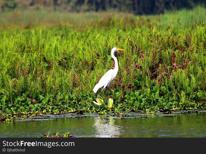 White Bird Near Spring River