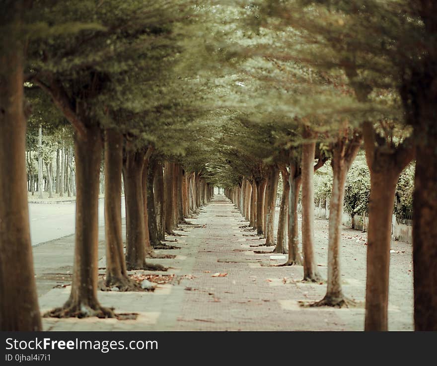 Trees in Straight Line Beside Pathway