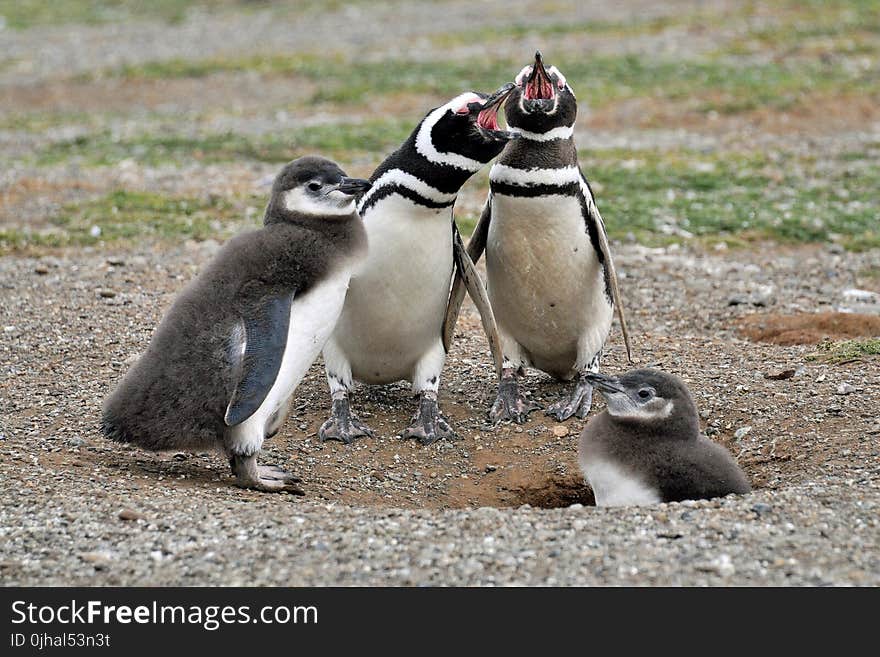 Two White-and-black Adult Penguins Near Two Penguin Chicks