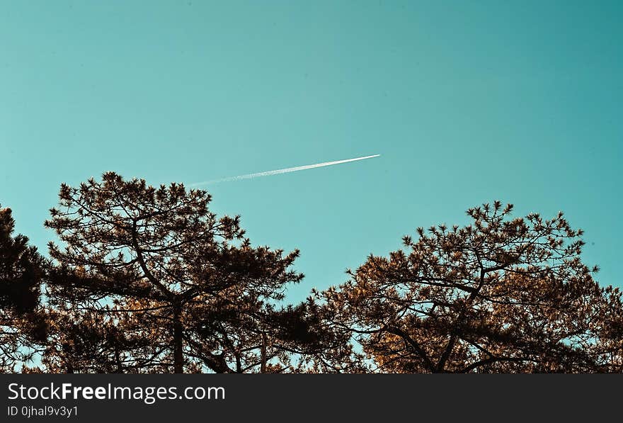 Green Leaf Trees Under Blue Sky