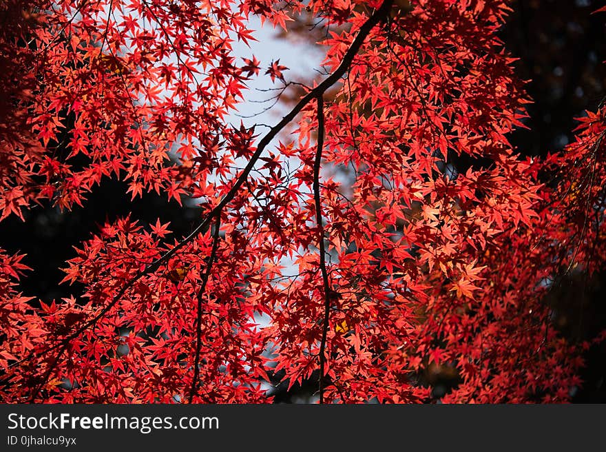 Red Leaf Tree