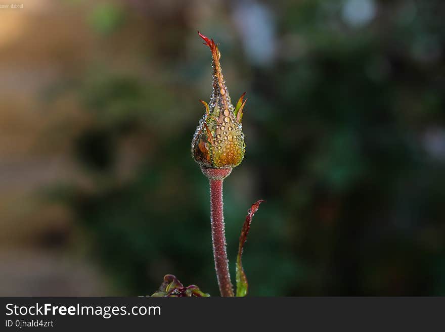 Shallow Focus Photography of Multicolored Flower