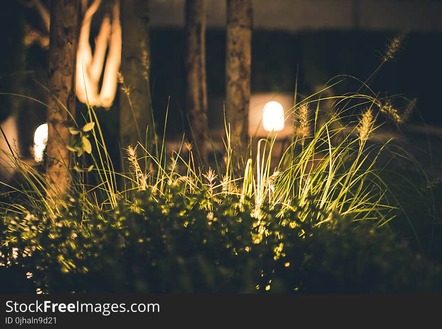 Close-up Photography of Grass at Night