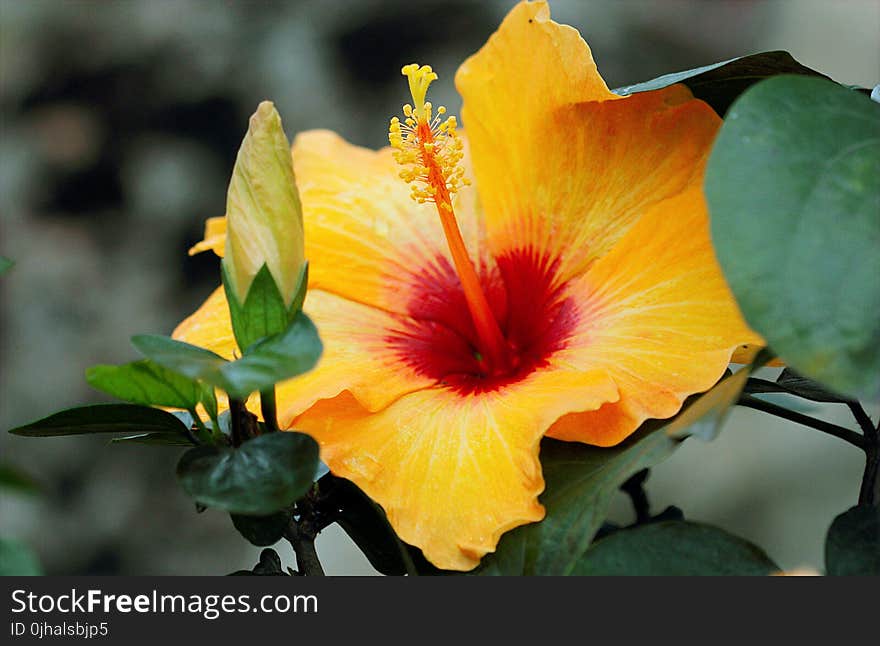 Yellow Hibiscus