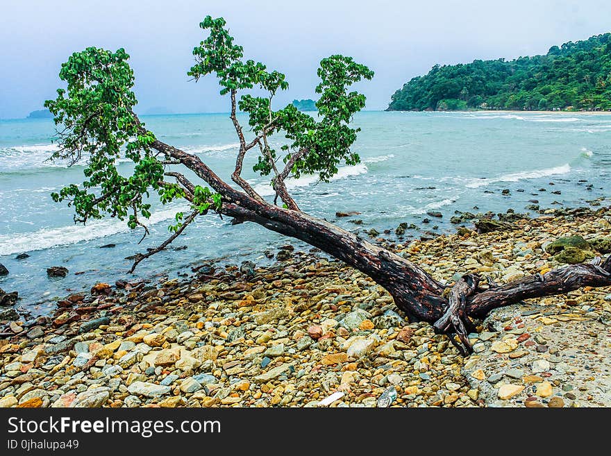 Green Tree Beside Seashore Near Green Mountain