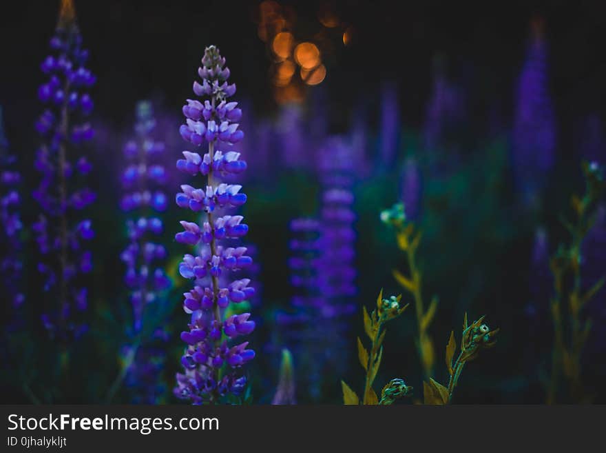 Depth of Field Photography of Purple Flowers