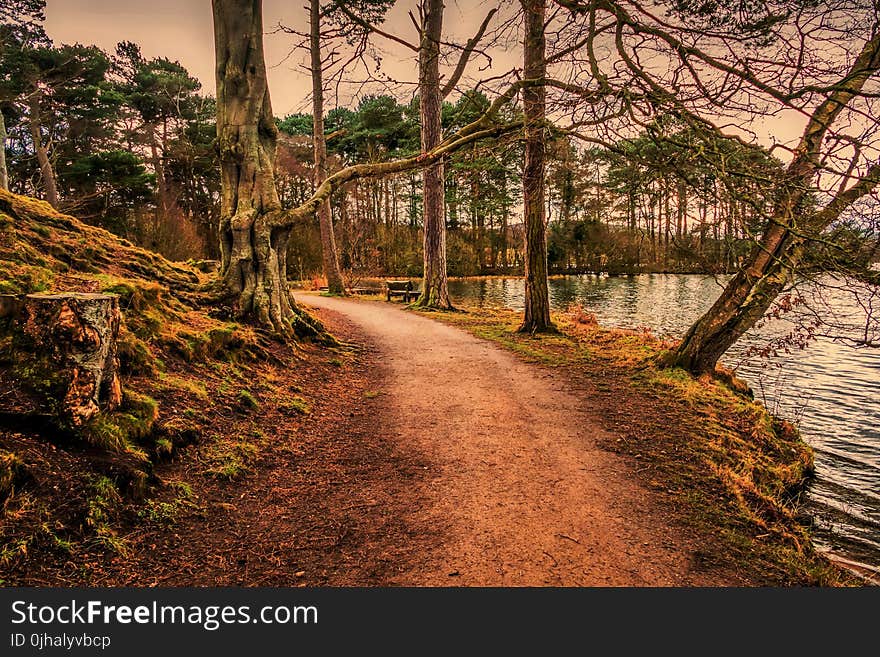 Photography of Trees in Forest