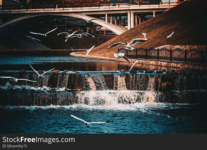 White-and-black Birds Flying Near Waterfall