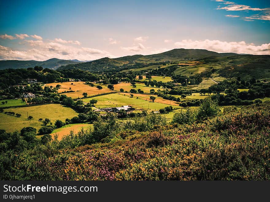 Green Tree and Grass Field at Daytime