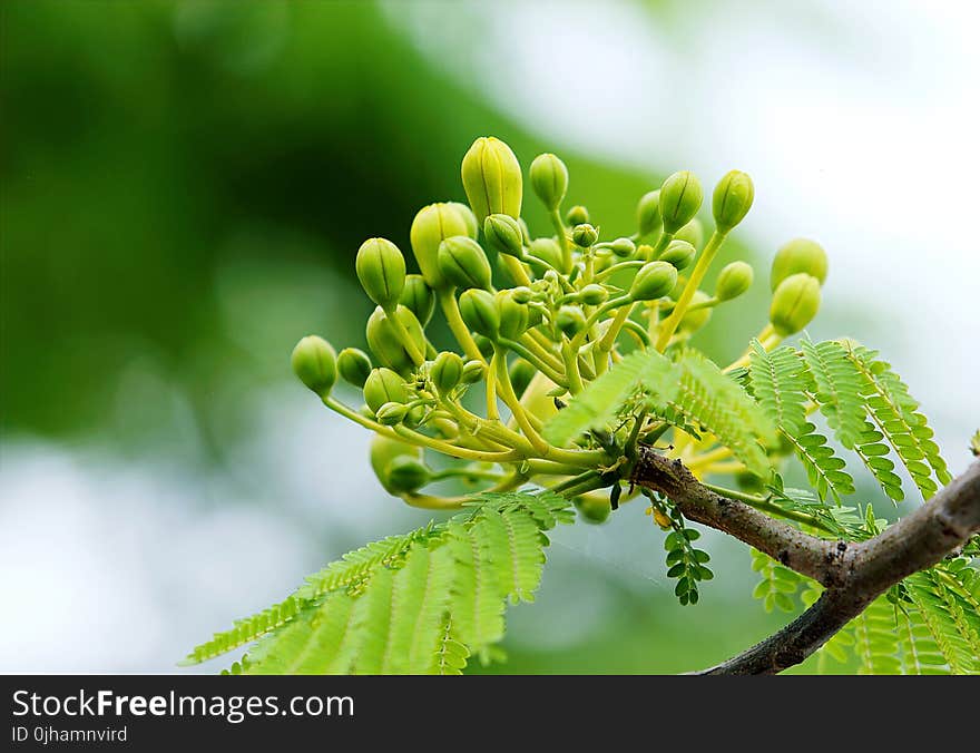 Green Leafed Tree