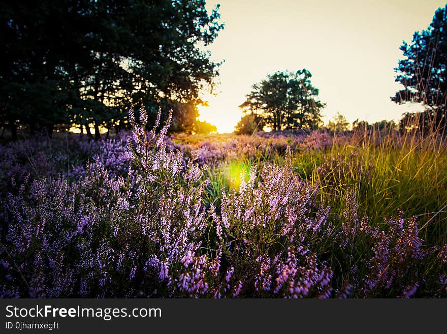 Purple Lavender on Field during Sunset