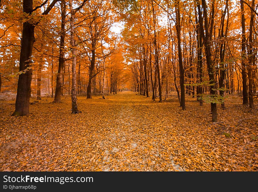 Trees during Fall