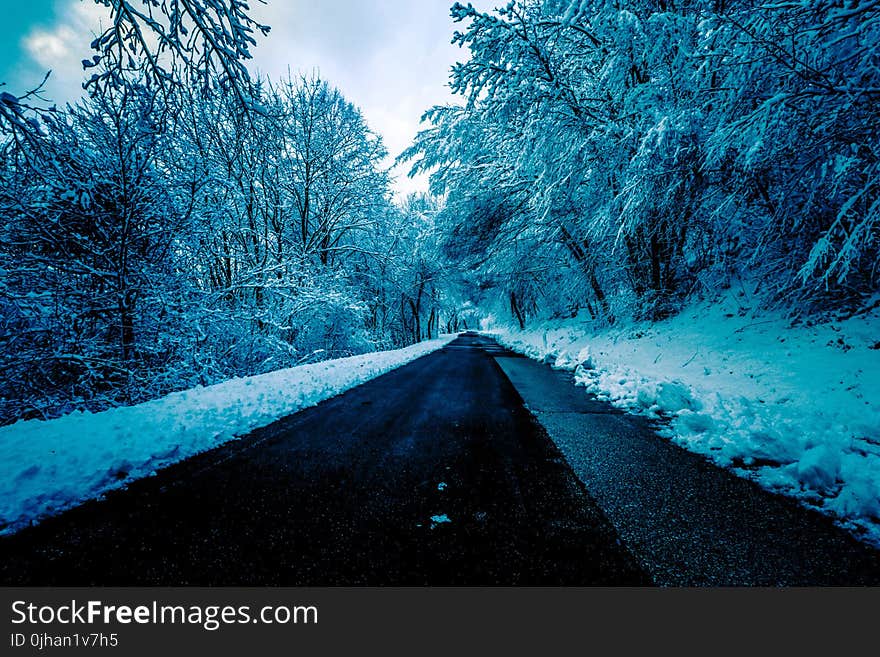 Black Concrete Road Surrounded by Trees With Snow