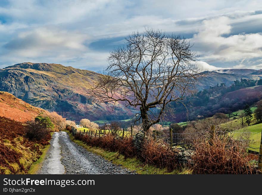 Photo of Empty Road Between Trees Near Mountains