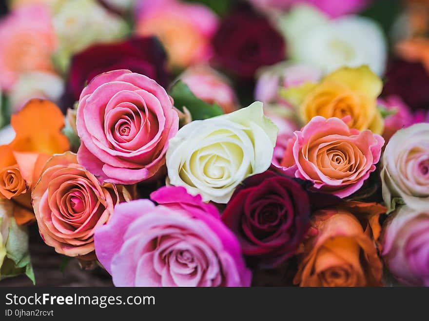 Assorted Color of Rose Flowers