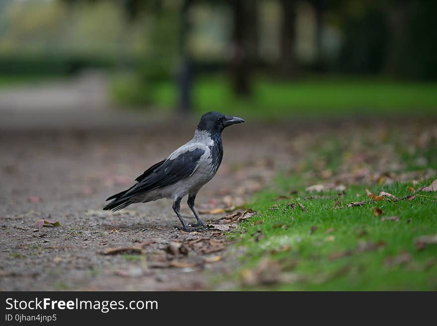 Black Winged Crow on Grass Field