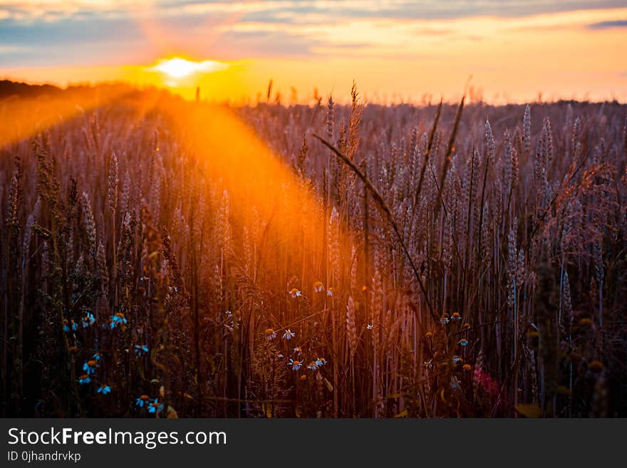 Photography of Wheat