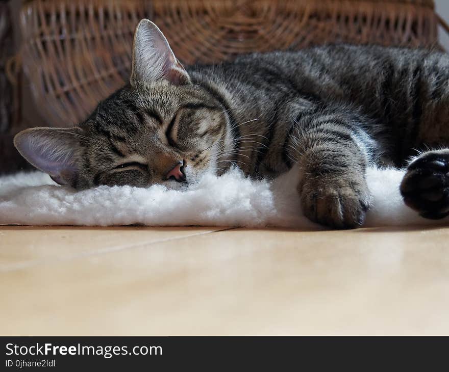 Brown Tabby Cat Lying on Shag Rug