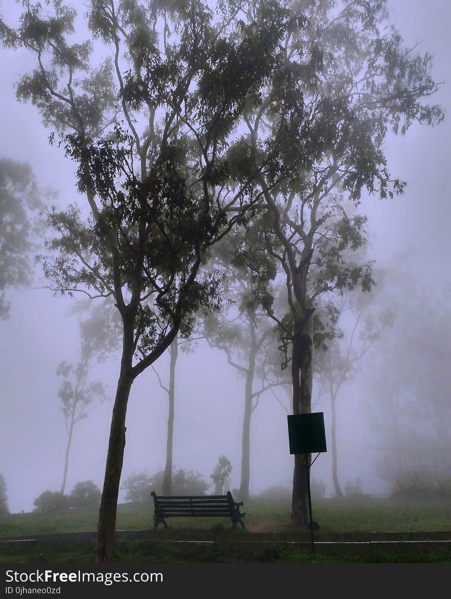 Park Covered With Fog