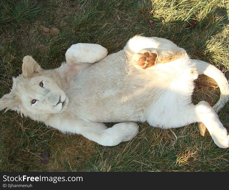 Lying Albino Tiger in the Grass