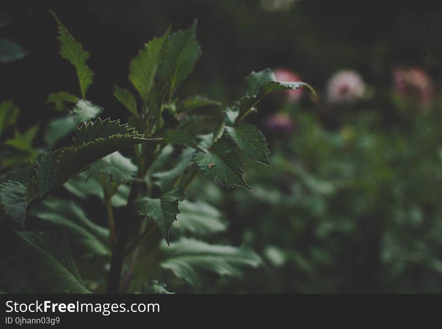 Green Leaf Plant