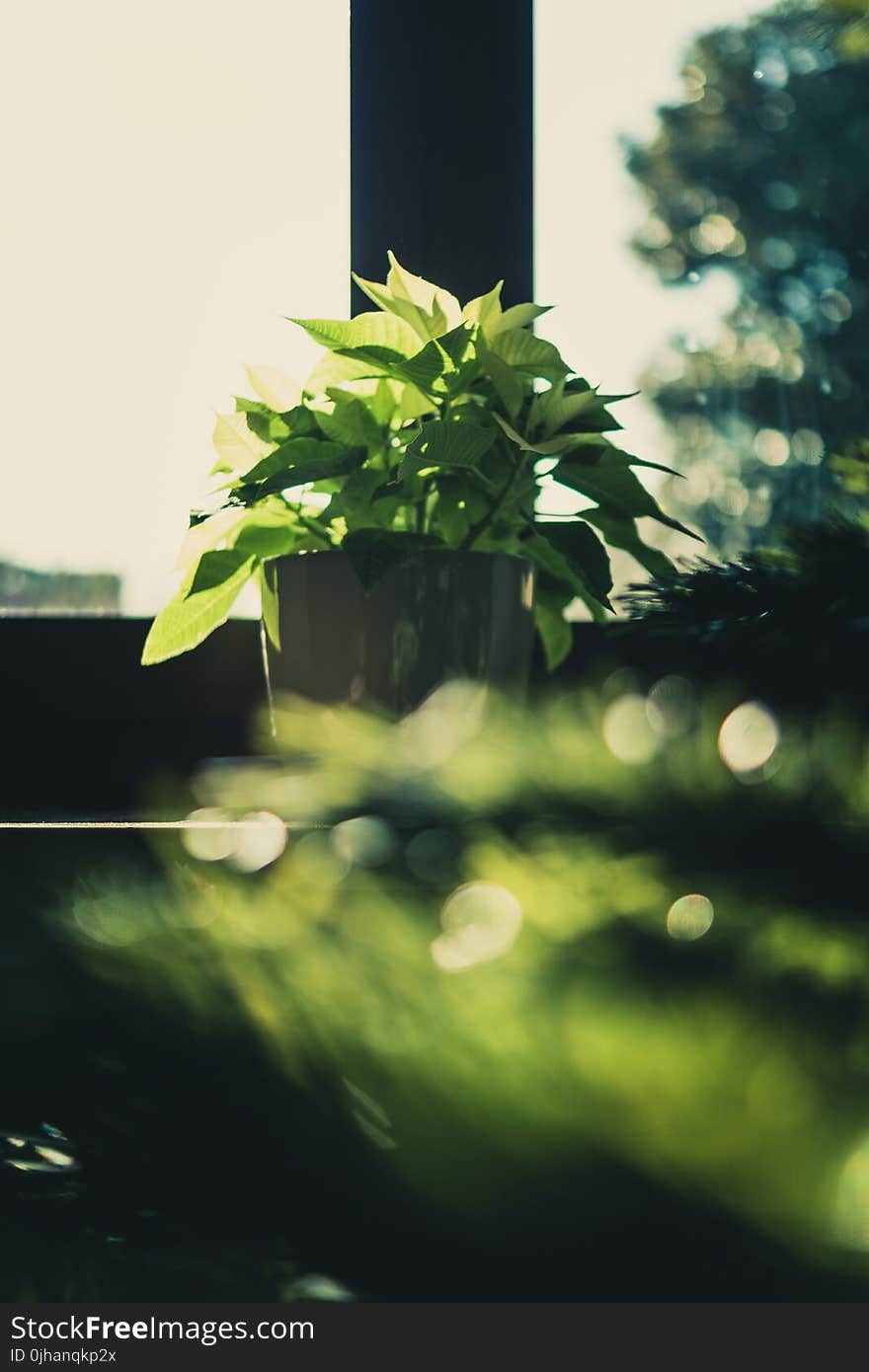 Green Leaf Plant on Brown Wooden Pot