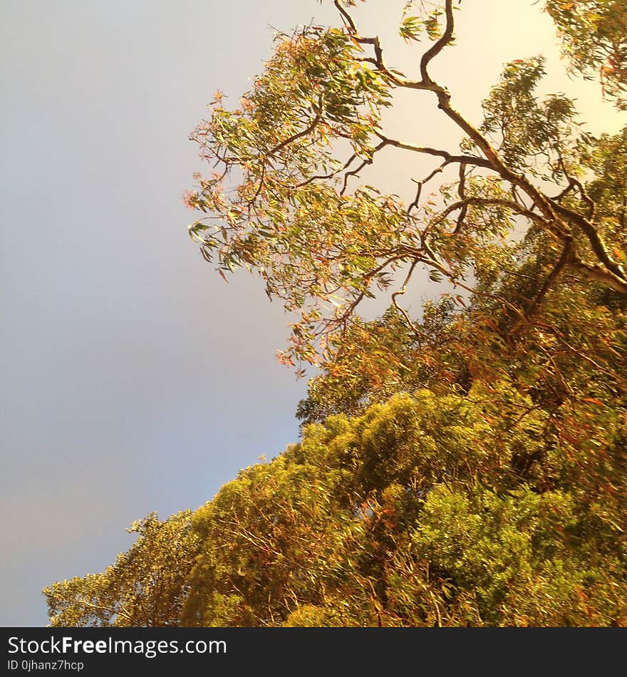 Green Leaf Tree With Cloudy Sky