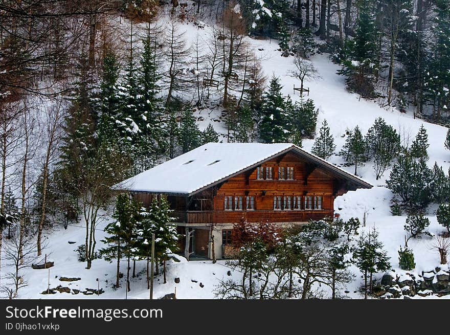 Photo of Chalet in the Forest