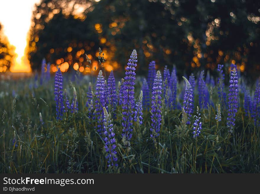 Close-up Photography of Lupines