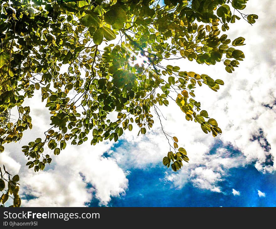 Green Leaf Tree