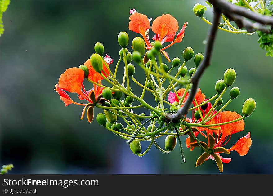 Focus Photography of Orange and Green Flowers