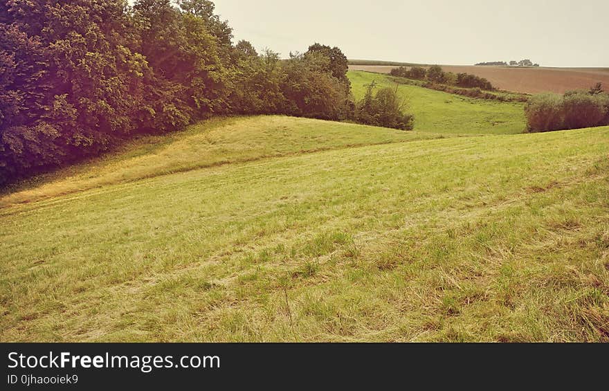 Green Trees Photo