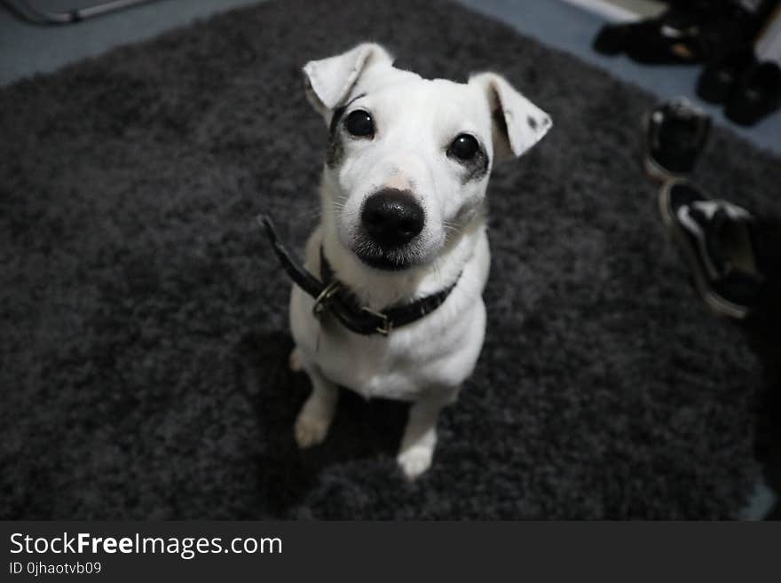 White Jack Russel With Black Collar