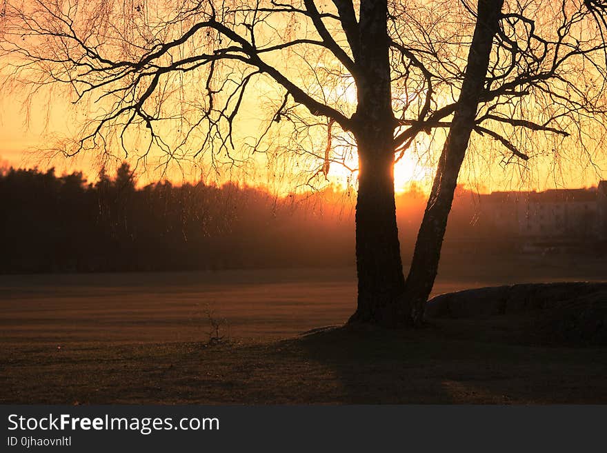 Silhouette Photo of Trees during Golden Hour