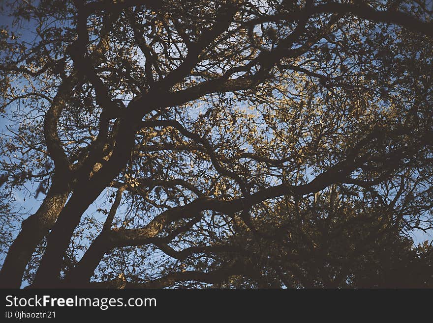 Low Angle Photography of Green Leaf Trees