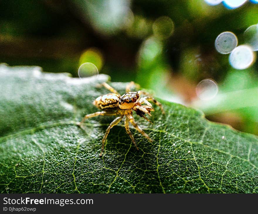 Macro Photography of Brown Jumping Spider on Green Leaf