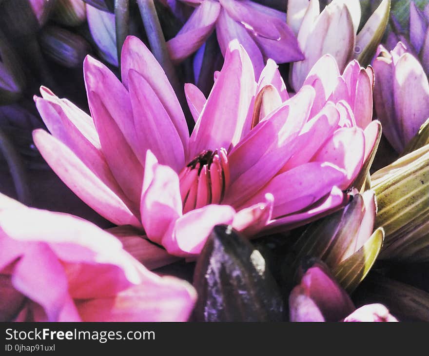 Purple Petaled Flowers