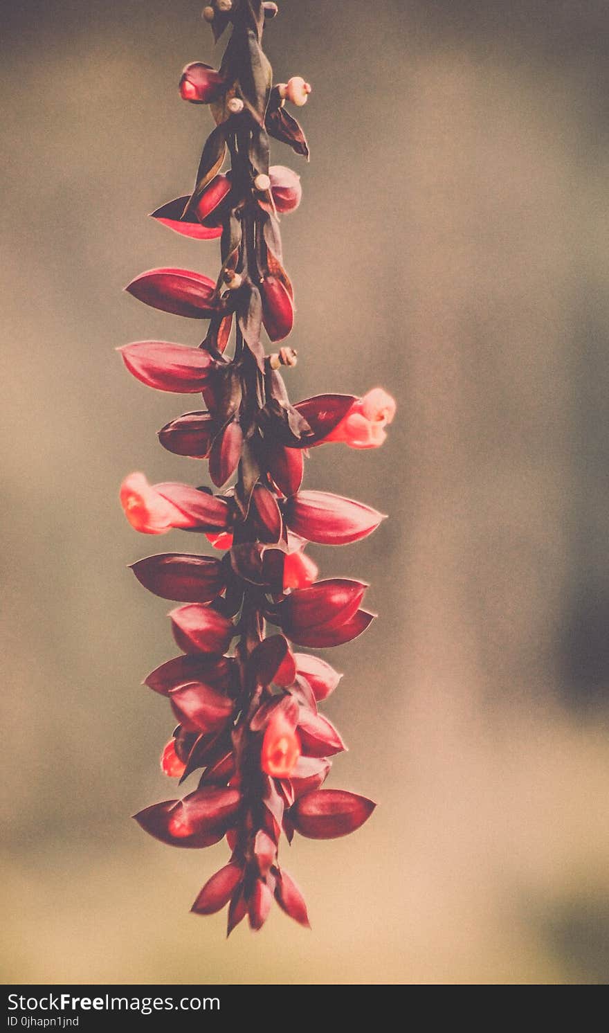 Macro Photography of Red Flowers