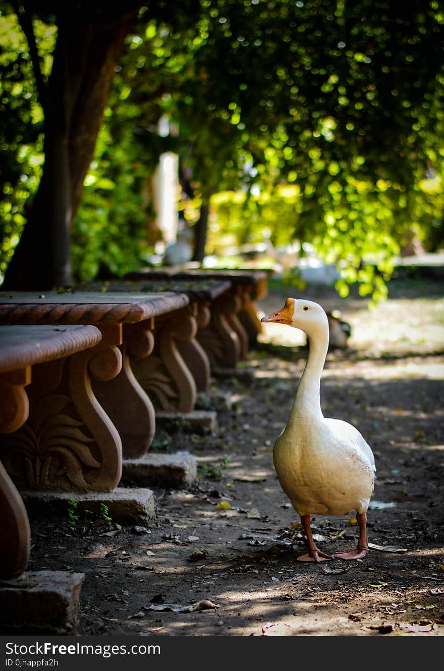 White Goose Standing Beside Concrete Bench Lot