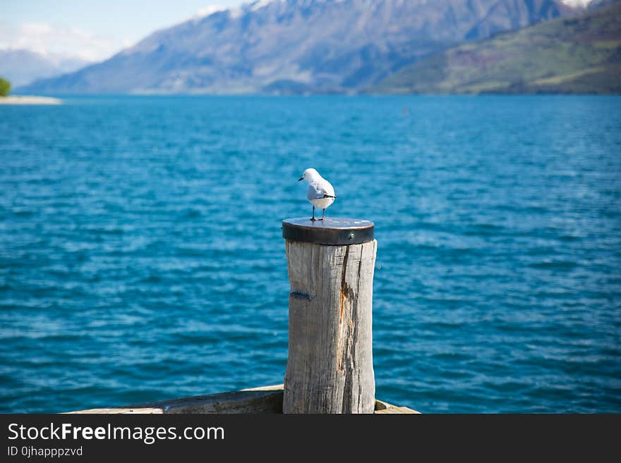 Depth of Field Photography of White Gull on Top of Brown Wooden Pole in Front of Body of Water