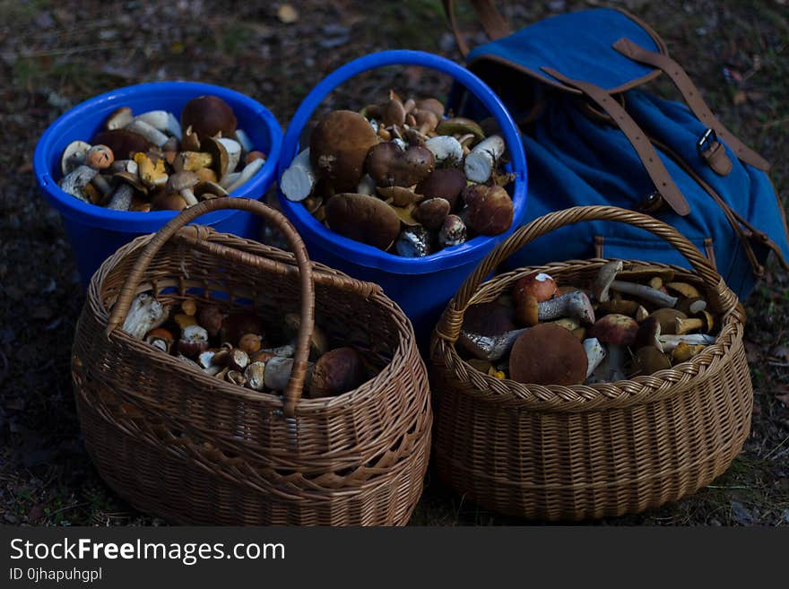 Four Basket of Mushrooms L