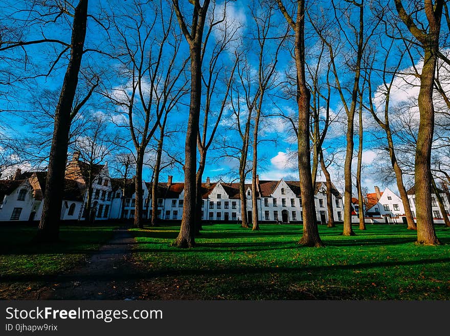 Brown Trees