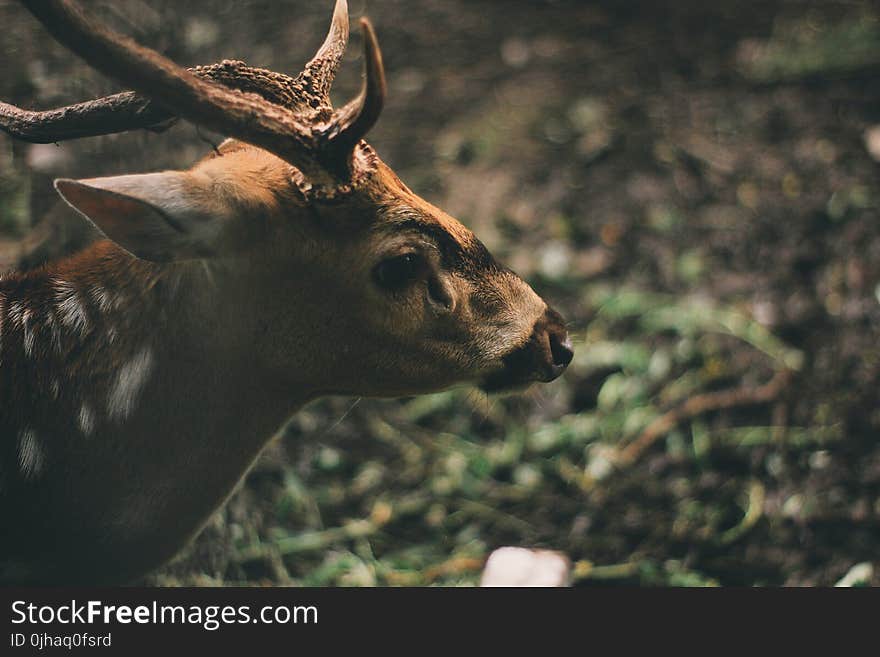 Brown Deer in Forest