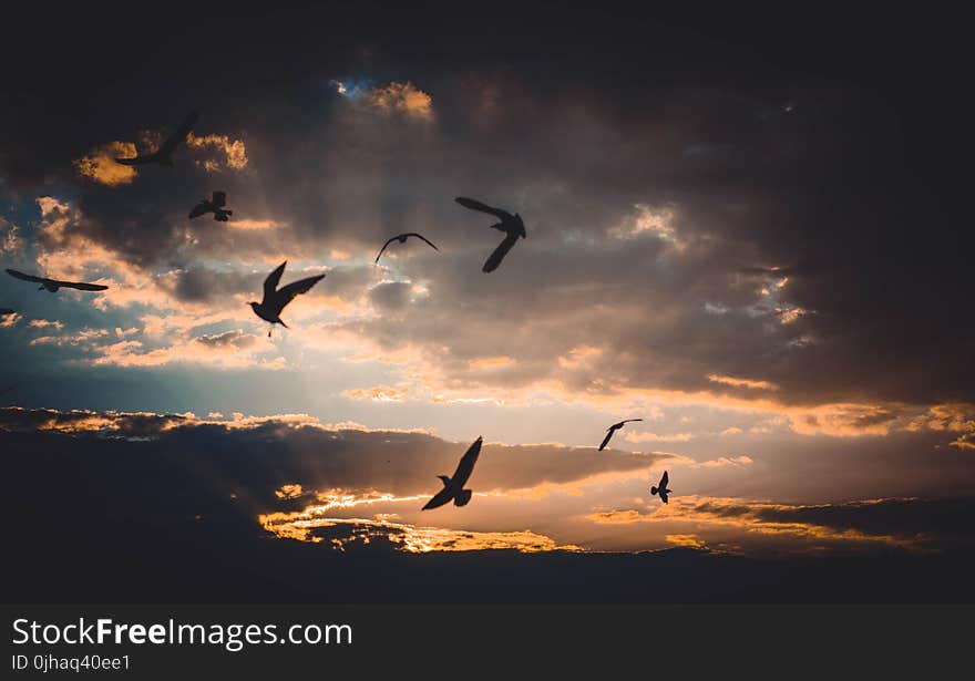 Flock of Birds Flying Above Sky during Sunset