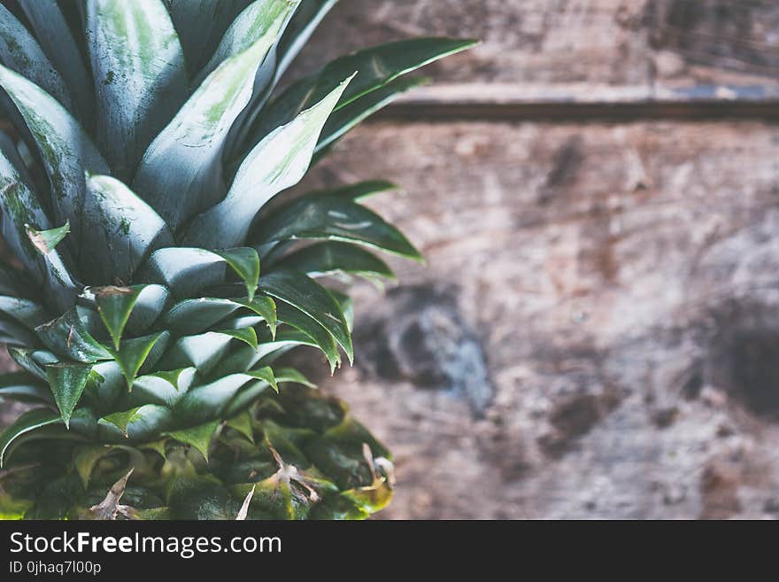 Pineapple Fruit